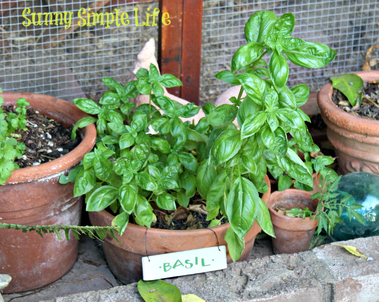 Sunny Simple Life Growing Basil 3 Varieties from the Garden